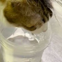 『蛇口の下で水を飲んでいる猫』を見てみたら…まるで滝行のような『笑撃の飲み方』が68万表示「撥水がすごいｗ」「結構な滝行で笑った」