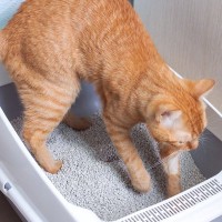 ご飯や布団…猫が『トイレ以外で砂かけ』をする理由4選　もしかしたら粗相のサインかも？！