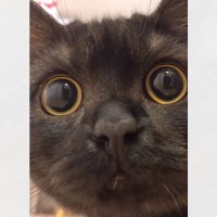 カメラの前に走ってきた猫→『お目目』を見ていると……可愛すぎる瞬間が1.9億再生「くりくりで可愛い」「めちゃめちゃキュルルン」