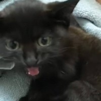 工場現場で『ガリガリに痩せた子猫』を保護して5年…見違えるほど変わった『現在の様子』が泣けると19万再生「目から汗」「可愛くてたまらん」