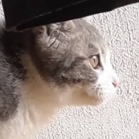 走り出しそうな子猫を見ていたら、独特なポーズで…陸上選手みたいな『まさかのスタート方法』に爆笑の声続出「頭良すぎるなｗ」「前世陸上部ｗ」