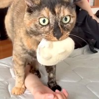 人形をくわえて飼い主に甘える猫→床に腕を置くと…奇妙な『まさかの行動』が11万再生「猫って面白い」「人形くわえたまま鳴くのすごい」