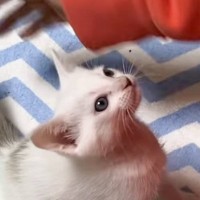 赤ちゃん猫に『ミルク』を作っていたら…あまりにも可愛すぎる『催促の様子』が15万5000再生「本当に癒される」「破壊力パない」