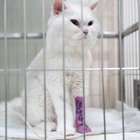 猫に『入院』が必要になるシチュエーション3選　検査や治療…預けるときの注意点も