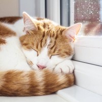 『雨の日の猫はよく寝る』は本当？そう言われる3つの理由　迷信じゃないかも？