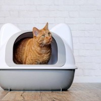 猫の『トイレの置き場所』はどこが正解？6つのベスポジとその理由