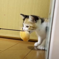 おもちゃに独占欲が爆発した子猫→取られそうになると…『愛おしすぎる反応』に悶絶する人が続出「可愛すぎて涙がでた」「誰にも渡さないｗ」