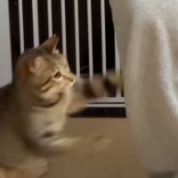 飼い主さんが寝室に行こうとすると、猫が…あまりにも可愛すぎる『引き止め方』に笑顔になる人が続出「愛が伝わる」「うらやましい限り」