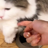 小さな穴に前足を入れている猫→飼い主さんが出そうとすると…思わず笑っちゃう光景が296万再生「ちょうどいいんだろうねｗ」「充電中みたいｗ」