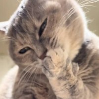 一生懸命『毛づくろいする猫』を撮影していたら、突然…予想外の行動が笑撃的すぎると66万再生「目がガチｗ」「想像以上だったｗ」