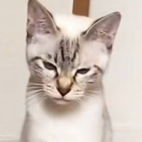 『やせ細った保護猫』を家族に迎えて大切にお世話した結果…想像を超える『劇的なビフォーアフター』に「誰ってほど変わったｗ」「予想以上ｗ」