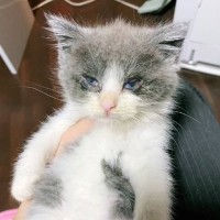 目がぐちゃぐちゃの『とても弱っていた子猫』を保護した結果…思わず泣ける『結末』に「本当にありがとう」「とっても可愛くなった」と感動の声