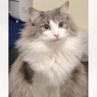 『え、痩せた？』冬はモッフモフだった猫→夏になると…差がありすぎる『衝撃のビフォーアフター』が187万表示「全然違うｗ」「どっちも可愛い」