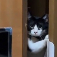 部屋に『知らない人』→猫がのぞき見にきたと思ったら…猫とは思えない『衝撃の行動』に"爆笑"67万再生「猫かどうかも怪しい」「オカン感ｗ」