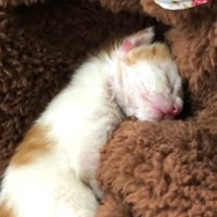 駐車場に放置されていた『赤ちゃん猫』をお家に迎えた結果…胸が熱くなる『１年間の軌跡』に「感動で泣いてしまった」「本当にありがとう」の声
