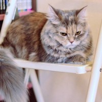 猫が言っていそうな『飼い主さんへの文句』7選　猫が不満を持っていることを示すサインも