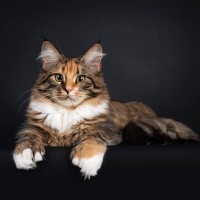 普通の猫より指が多い『多指症の猫』5つの豆知識　幸運を呼ぶと言われる理由は？