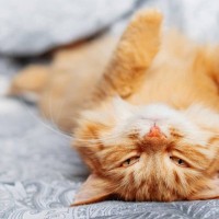 猫が『飼い主さんから誤解されがち』な3つの仕草とホントの意味