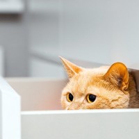猫は『初めて会った人』にどんな反応をする？よく見られる行動3選　どう応えたら仲良くなれる？