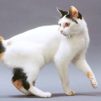 世界には『純血種の猫』は何種類いるの？猫種にまつわる3つの話　血統種は誰が決めている？