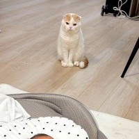 初めて赤ちゃんを見た猫→遠くから観察していると思ったら…思いもよらない『まさかの光景』が395万表示「絶妙な距離」「全部かわいい」