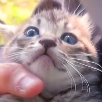 公園に捨てられていた“子猫”→愛情込めてミルクを与え続けた結果…涙が出るほど『素敵な結末』が25万再生「成長が楽しみ」「尊い命」と絶賛