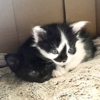 白黒でキュートな兄弟子猫…想像をはるかに超えた『美しすぎる成長後の様子』が69万表示「変わらず仲良しさん」「めちゃイケニャン…！」