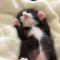 カーディガンのような模様が特徴的な保護赤ちゃん猫→"成長ビフォーアフター"が素敵すぎると51万表示「可愛すぎて震えた」「心を射抜かれた」