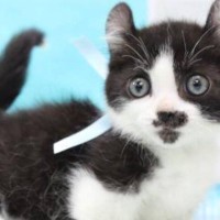 パヤパヤの小さな子猫→４歳の誕生日を迎えた結果…すてきなビフォーアフターに癒される人が続出「なんてかわいいの～」「なんてキュート」