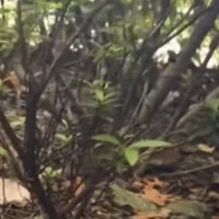 犬の散歩中に『カラスの鳴き声』と『子猫の鳴き声』が聞こえて…探した結果→涙あふれる光景が33万再生「よく気がついたね」「ありがとう」