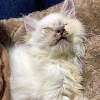 雨で体が濡れて『ぐしゃぐしゃになっていた猫』を保護して３年…想像もしていなかった『驚きの現在』に「感動で涙がでた」「すっごい美猫」と反響