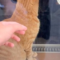日向ぼっこ中の愛猫→飼い主さんが外から窓を叩くと…とんでもなく尊い『まさかの行動』が56万再生「窓越しなのに可愛すぎる」「涙がでてくる」