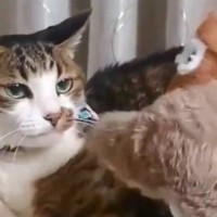 おもちゃにあまり興味を示さないイケメン猫→動くおもちゃを見せてみたら…『爆笑の反応』が73万表示「かわいいｗｗｗ」「ドン引きｗｗ」