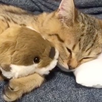 子猫が添い寝していたツヤツヤのぬいぐるみ→『５年後の様子』を見てみると…ビフォーアフターに爆笑の声「ホント不憫ｗ」「好きすぎるｗ」