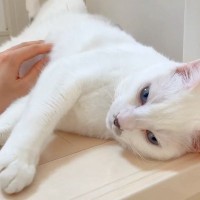 階段で涼んでいる猫→“大好きな次男”が近づいてくると……あまりにも"可愛すぎる反応"が話題に 「やっぱり天才」「短いお返事たまらない」