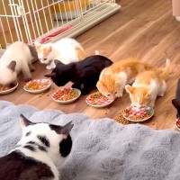 ８匹の保護子猫のご飯タイム→１列にならんで食べさせたら…想像以上に『尊すぎる光景』に「大変そうだけど可愛い」「みんな元気でなにより」