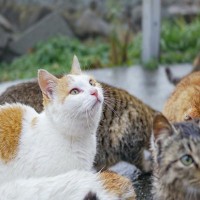日本では一番多い『雑種猫』特徴や魅力をご紹介！一緒に暮らす上での注意点も