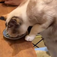 他の猫と一緒に食べるのが不満そうな猫→『一緒に食べる？』と誘ったら…素敵すぎる光景が54万再生「違和感ないｗ」「一緒がいいよね」
