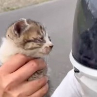 ドライブ中に道を間違えたら、『フラフラと歩く子猫』が…まさかの出会いと『後の様子』に涙がでると72万再生「運命の出会い」「ありがとう」