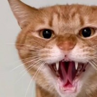 「3番目だけレベルが違うｗｗ」3匹の保護猫にカメラを向けると…『衝撃の瞬間』が92万再生「怪獣いたね」「段々強くなっていくｗｗ」