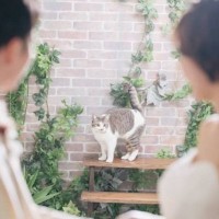 ウエディングフォトの練習をたくさんした猫→『本番』になった結果…爆笑の光景が10万再生「野良猫迷いこんだｗ」「ちょーかわいいｗｗ」