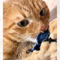 キーホルダーを取り返そうとしたら、『普段は優しい猫』が…想像を超える『豹変ぶり』に爆笑「怖いけどかわいいｗ」「必死すぎｗ」と19万再生