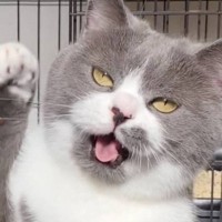 「夜中に爆笑してしまった」ケージの前で立ち上がった猫…あまりにも陽気すぎる様子に1万4000いいね「陽気なオッサンにしか見えないｗ」