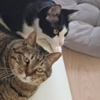 15歳と1歳の猫、『おもちゃへの反応の違い』を見てみたら…想像以上の『差』に爆笑する人が続出「貫禄あるｗ」「目に覇気がないの可愛い」