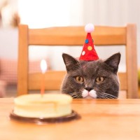 人の1年、猫には何年？猫の年齢を『人年齢に換算』する方法と、覚えておくべき節目の歳