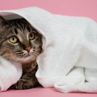 『猫のシャンプー』で絶対にやってはいけない4つのこと　起こり得るトラブルも解説