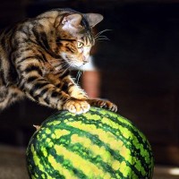 猫に『スイカ』を与えるとメリットも？猫へのいい効果3つと、与えるときの注意点