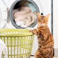 昼寝中の子猫に気づかず洗濯機がスタート　重症ながら、奇跡的に一命をとりとめる　オーストラリア