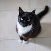 「葬儀場のナンバーワン従業員」として15年間遺族の心を慰め続けた白黒猫、惜しまれつつ逝去　英国