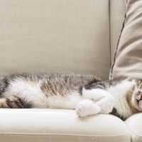 飼い猫の多くが「左側を下にした姿勢」で眠ることが判明　動画を分析した研究結果で明らかに